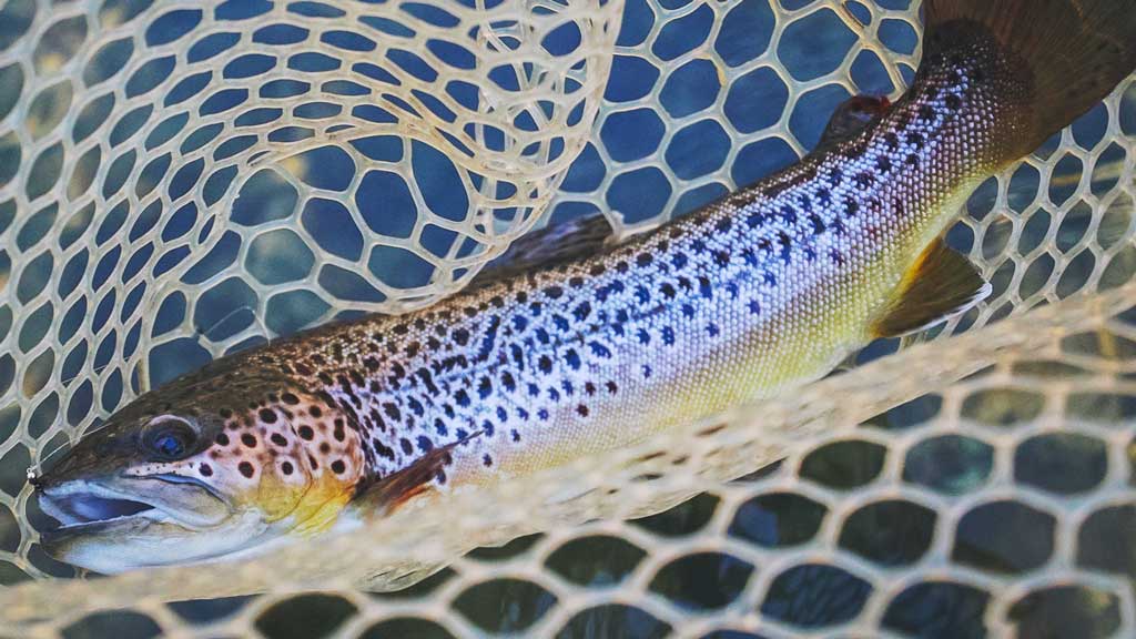 Nymphing for Big Trout - Advanced Fly Fishing Techniques 