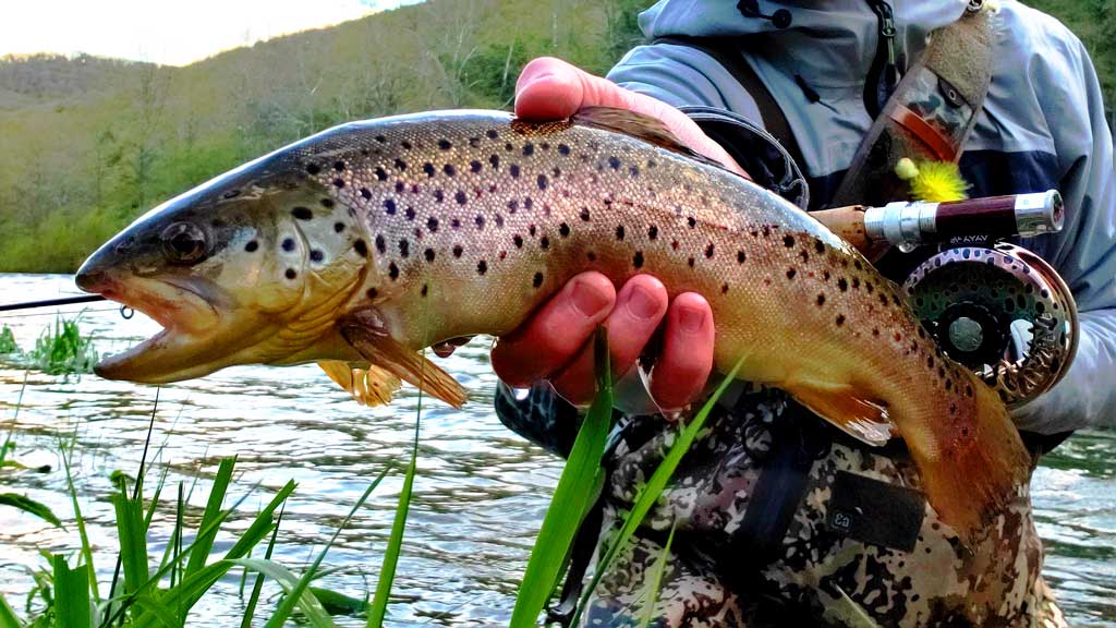 15 Best Trout Flies for June