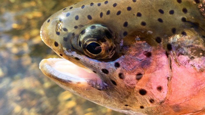 20 Tips for Fly Fishing for Rainbow Trout