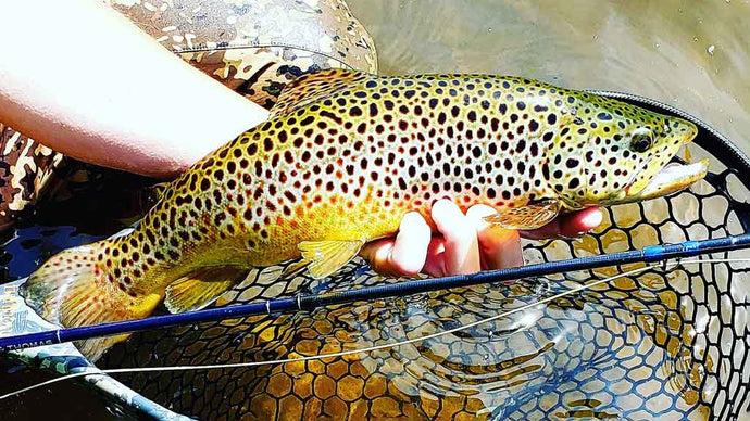 25 Tips on How to Fly Fish for Trout