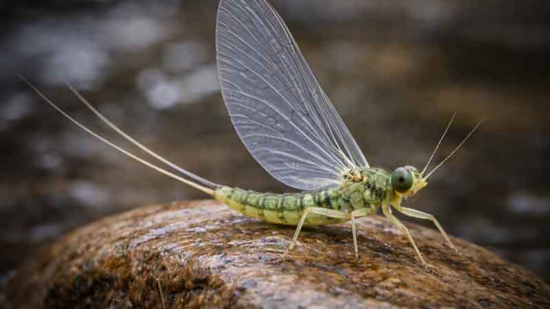 BWOs &amp; Midges: Matching Early Spring Hatches