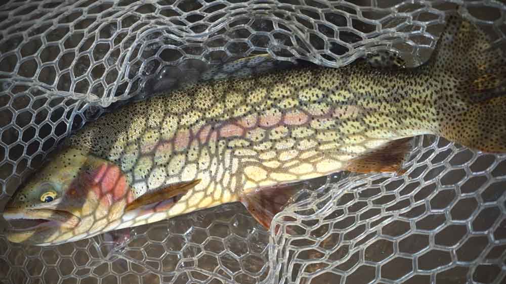 Best Euro Nymph Leader Setup: From Tag to Tippet