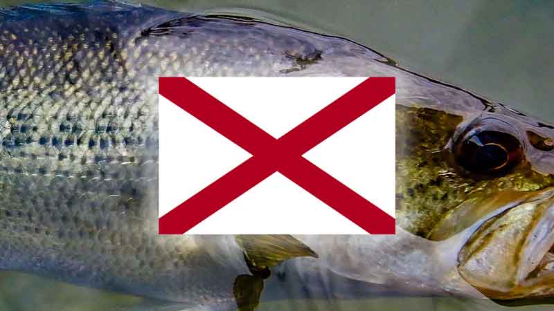 Fly Fish Alabama Top 16 Places to Fly Fish Alabama – And What Flies to Use