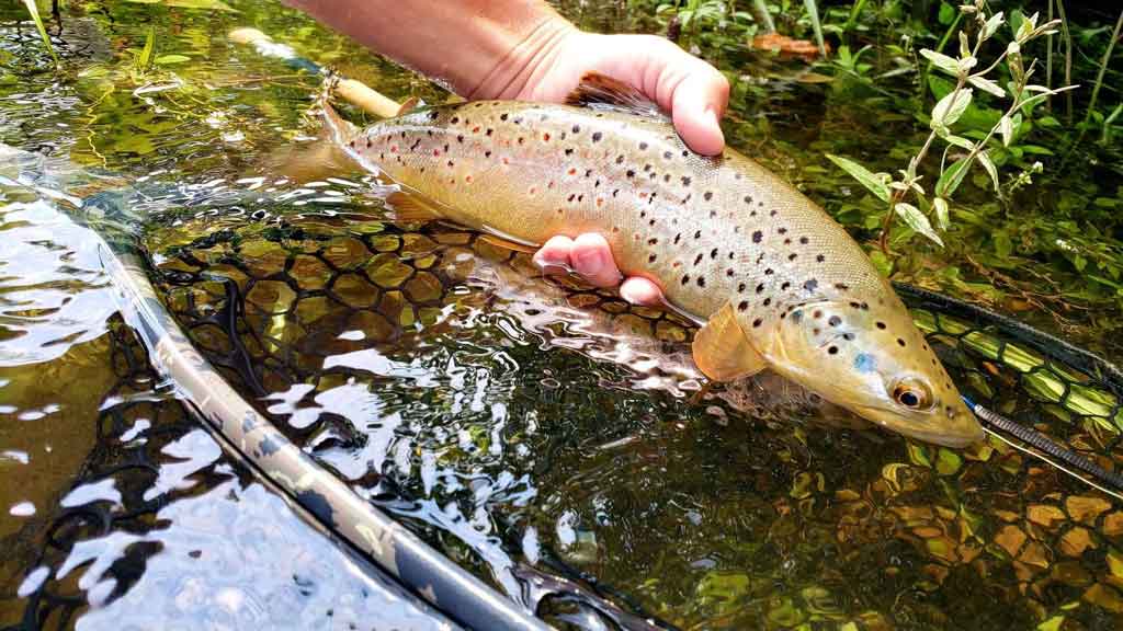 Best Time To Fly Fish For Trout - Full Calendar Guide