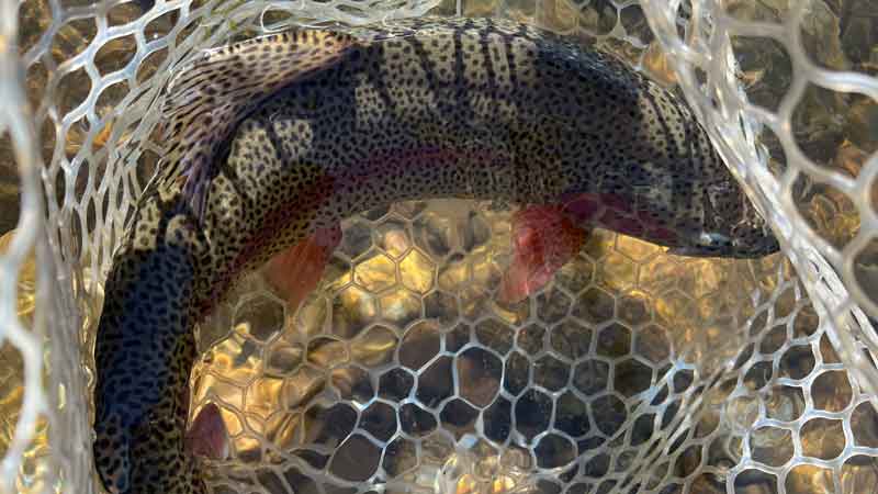Best Winter Nymphs for Trout