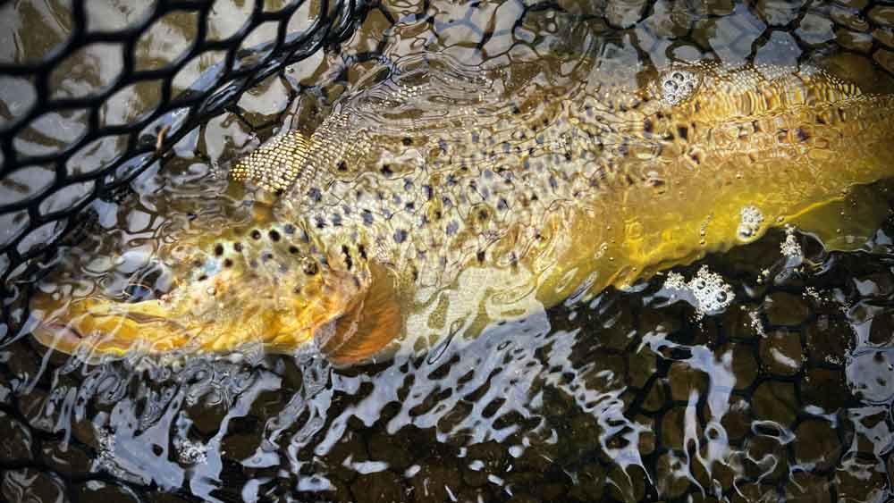 Surface Game: Casting and Mending for Dry Fly Success
