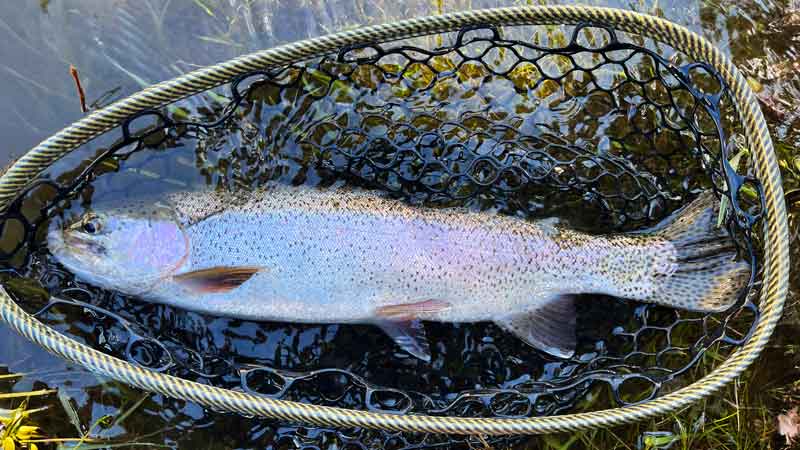 Ultimate Guide to Buying a Fishing License in the United States