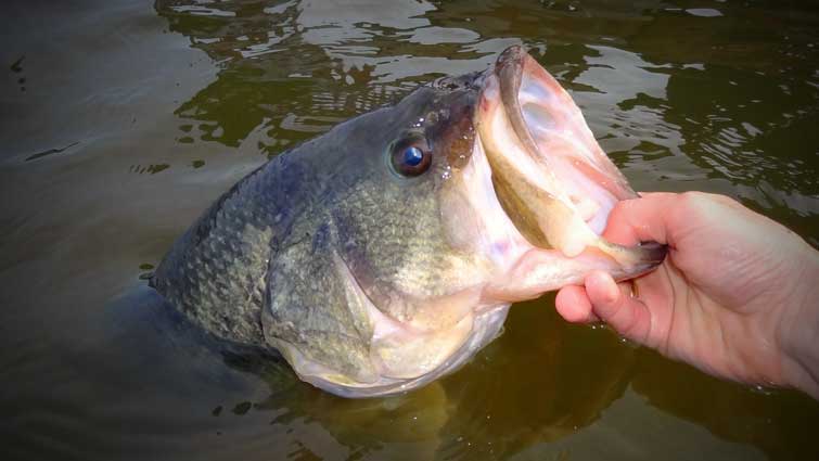 Fly Fishing for Bass - Essential Tips & Tricks