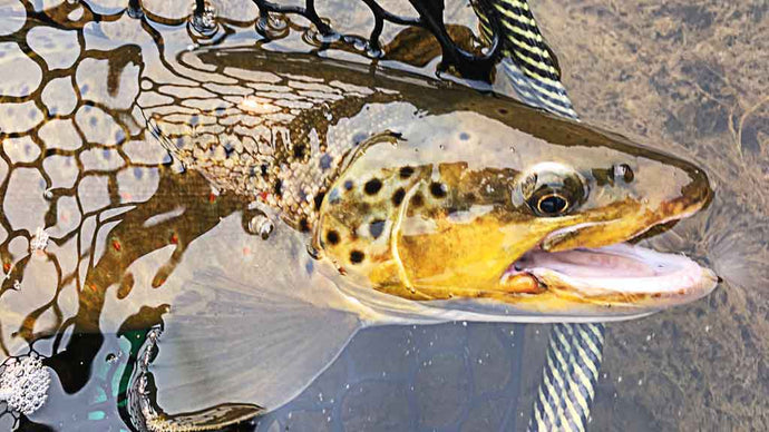 5 Reasons Why Fly Fisherman Catch and Release