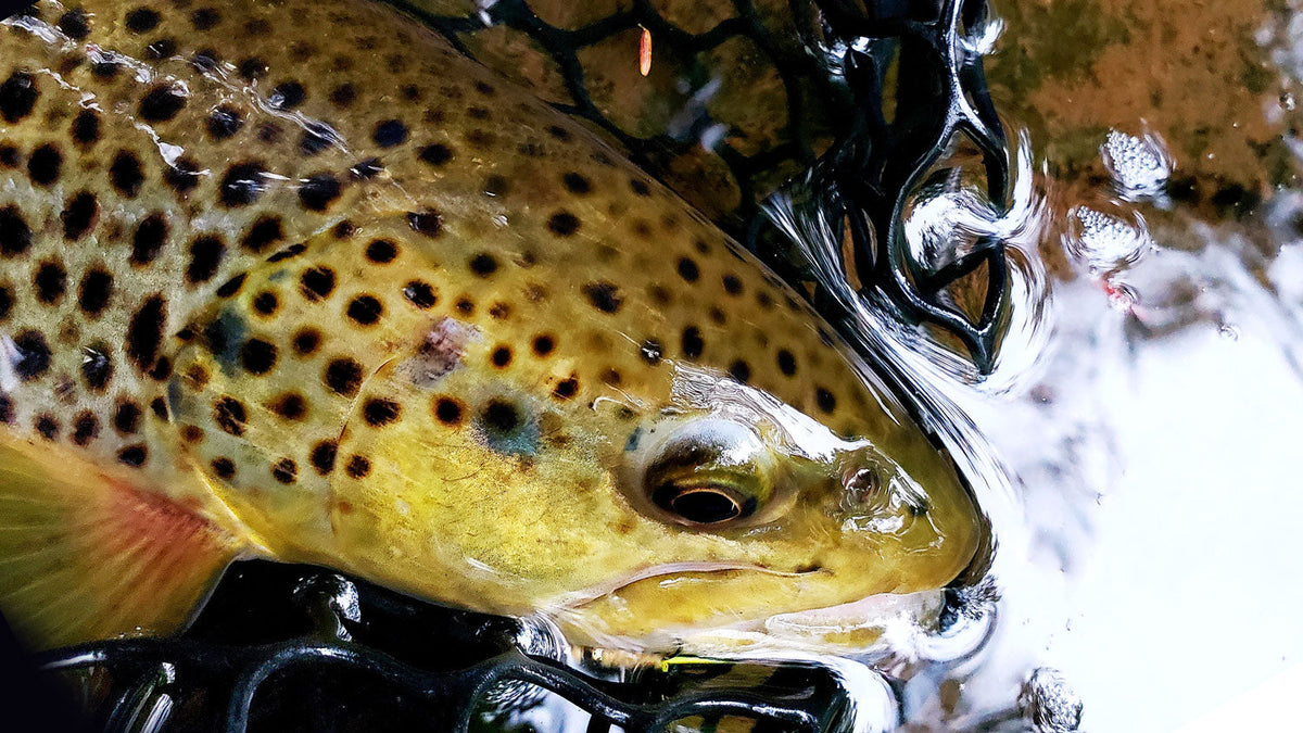 Essential Midge Patterns for Fly Fishing