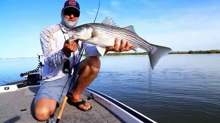 Fly Fishing For Striped Bass: All You Need To Know