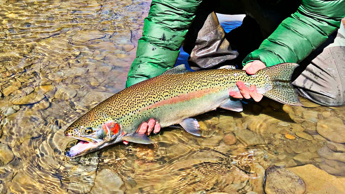Fly Fishing with Egg Patterns - The Beginners Guide
