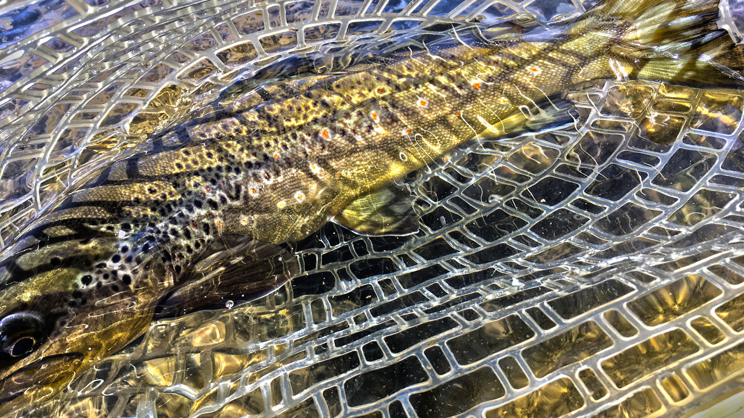 Fly Fishing for Wild Trout - The Complete Guide