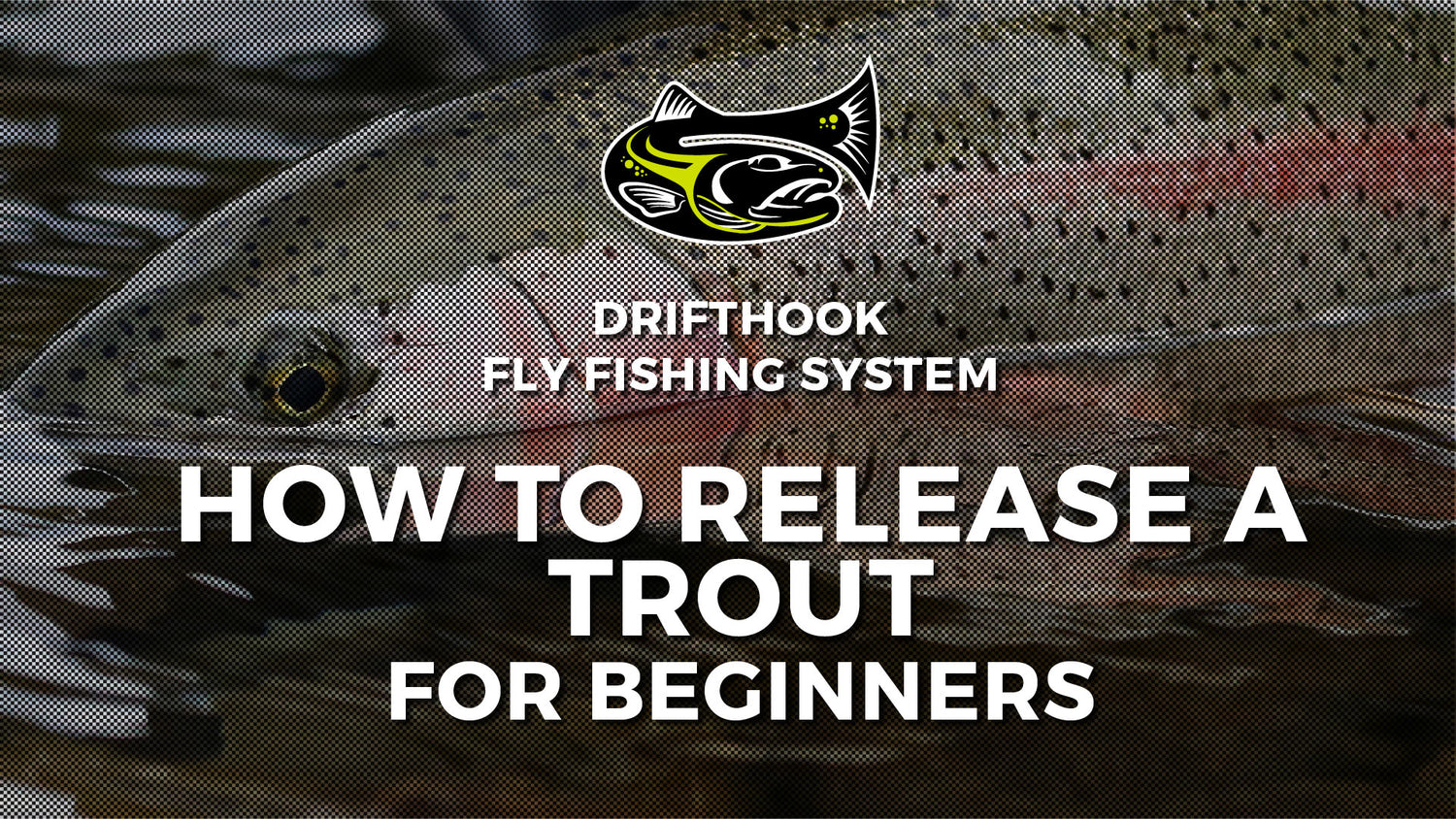 How To Release A Trout for Beginners