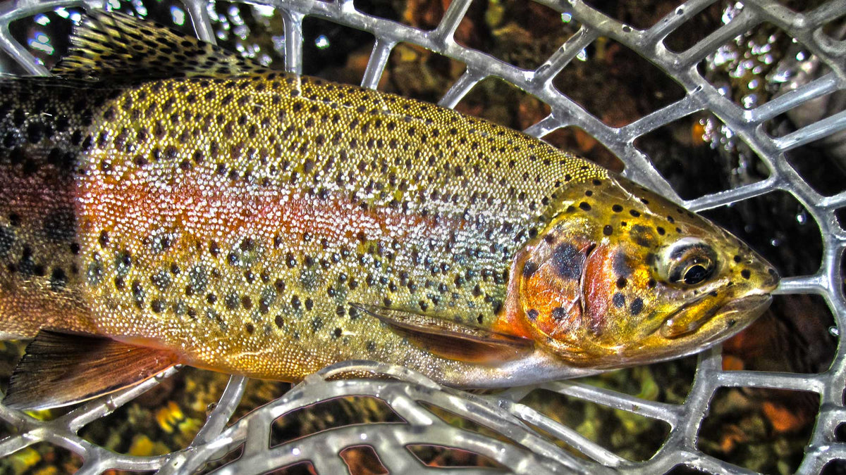 Is Fly Fishing More Effective Than Traditional Fishing Methods? Is Fly Fishing More Effective Than Traditional Fishing Methods?