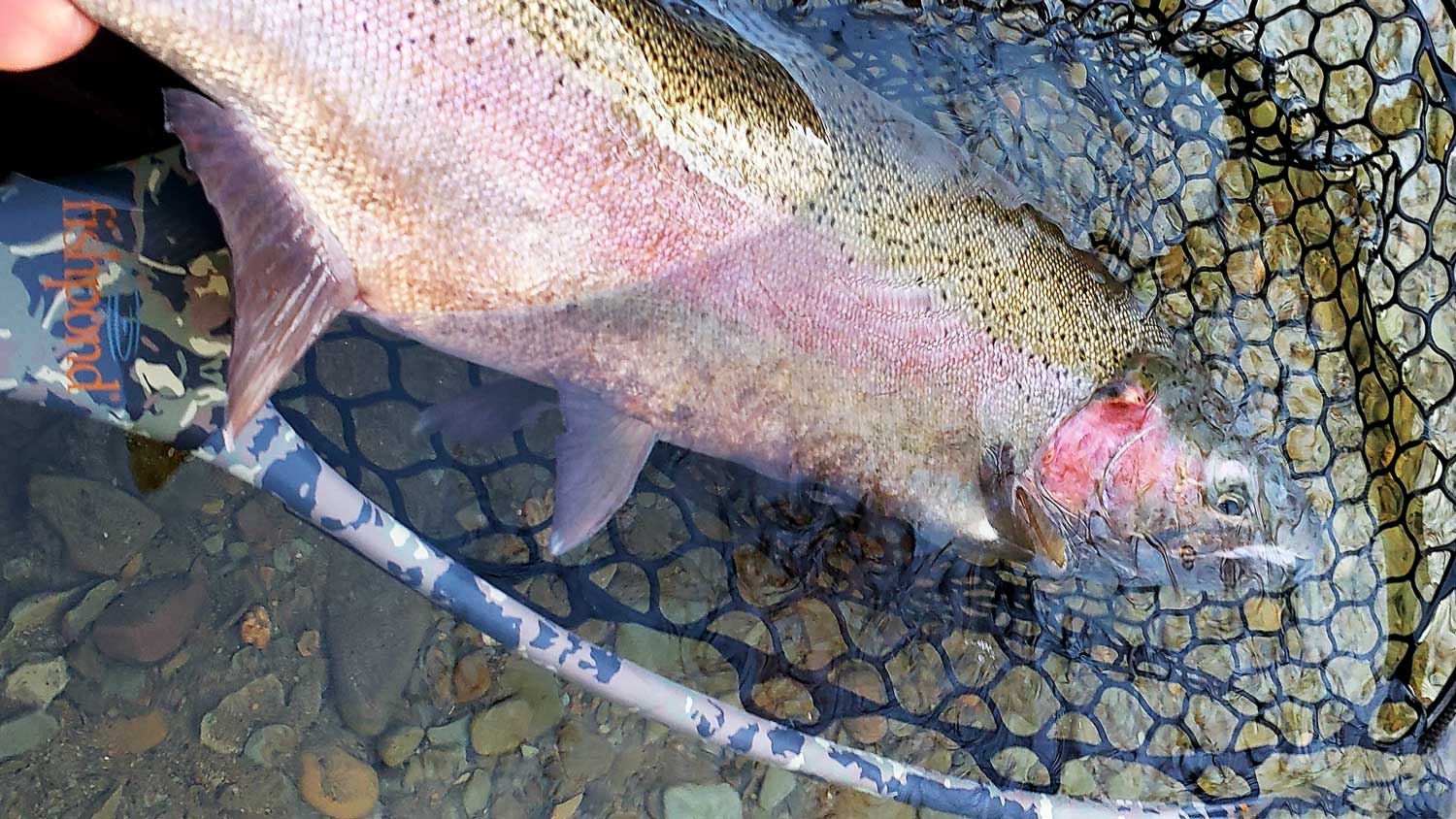Is Fly Fishing Worth It? Yes, and Here is Why...
