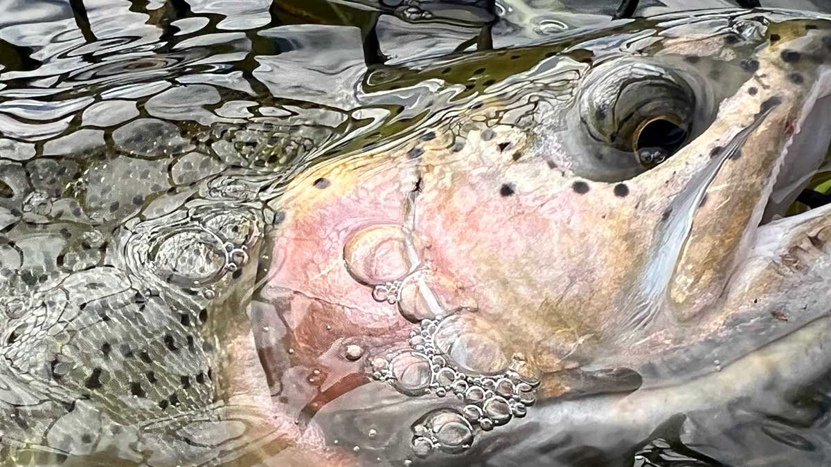 Two-Fly Depth Control: How to Read the Water and Improve Your Drift
