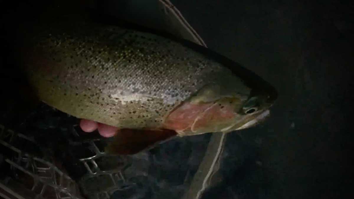 Most Anglers Leave the River Too Early