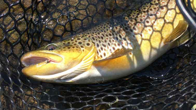 Nymphing Gear to Land More Trout | Drifthook