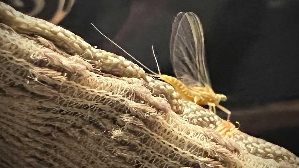 Peak Hatch Game Plan: PMDs, Caddis, Stones
