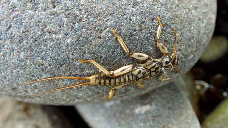 When to Fish Stonefly Nymphs in Spring