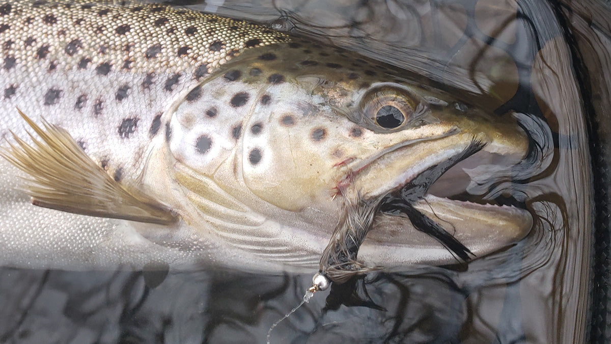 Large Brown caught Streamer Fly Fishing