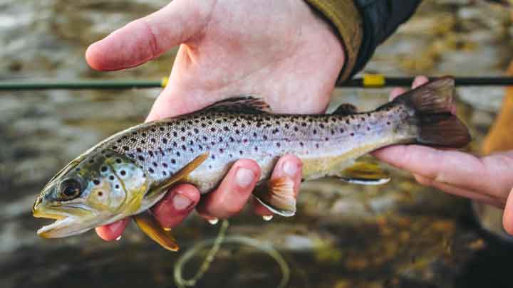 Is a Streamer a Wet Fly? - We Ask A Professional Fly Tier