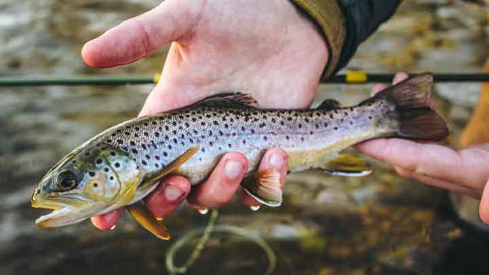 Top 15 Trout Flies for September