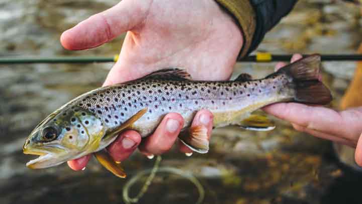 15 Best Trout Flies for September 2026