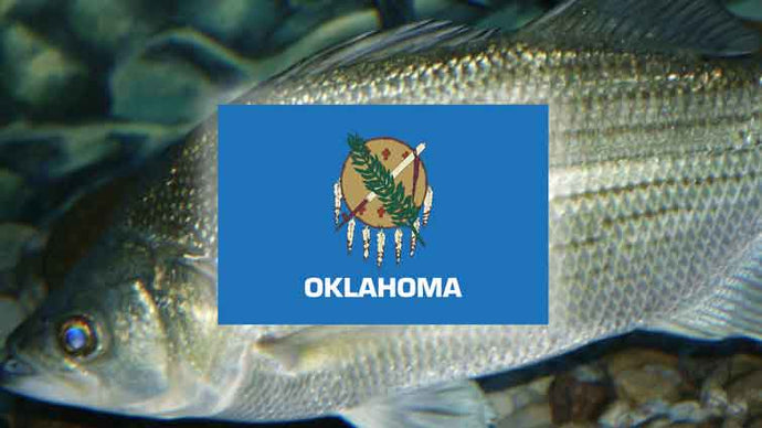 Top 16 Places to Fly Fish in Oklahoma – And What Flies to Use