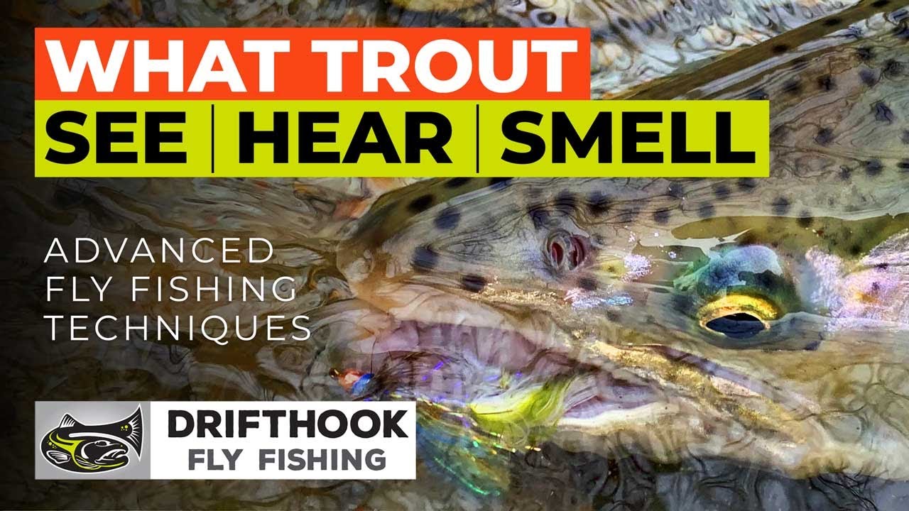 What Trout See, Hear and Smell - Advanced Fly Fishing Tips