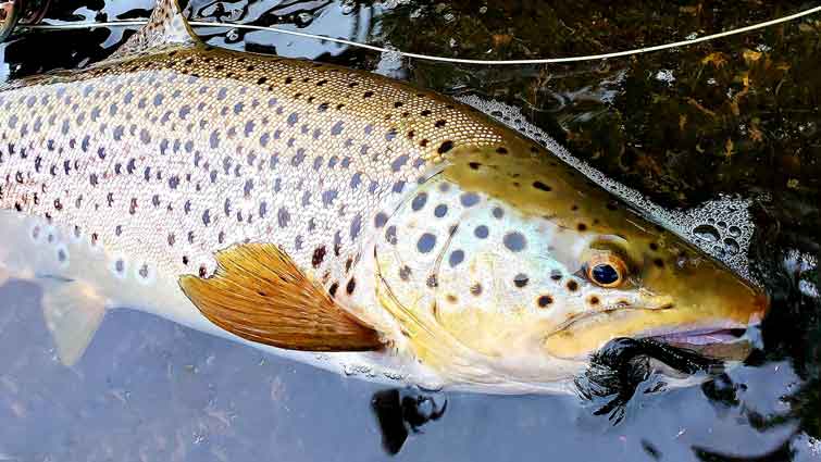 When to Use a Streamer Fly Fishing - Guide Secrets