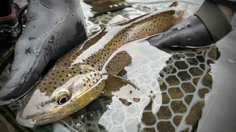 Winter Nymphing: Finding Trout in Frozen Flows