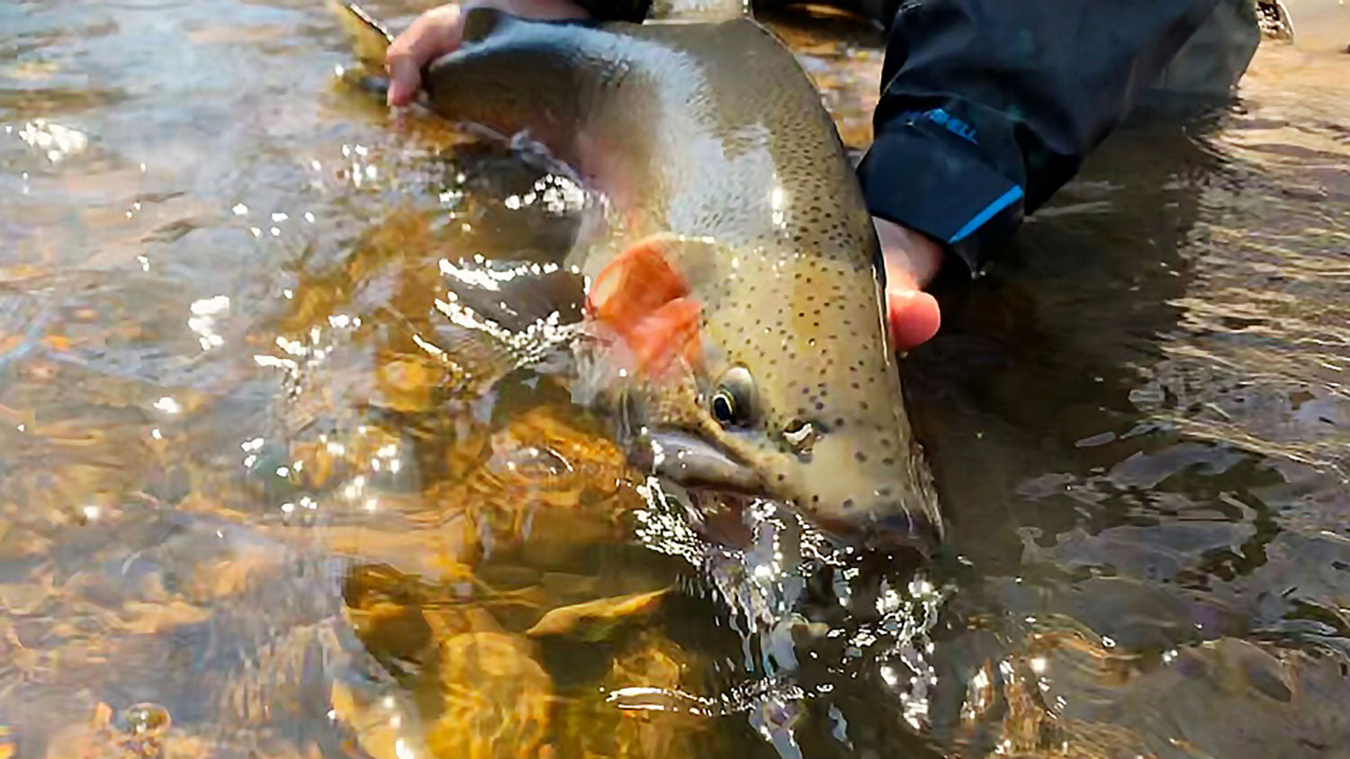 Why is Fly Fishing Addictive?
